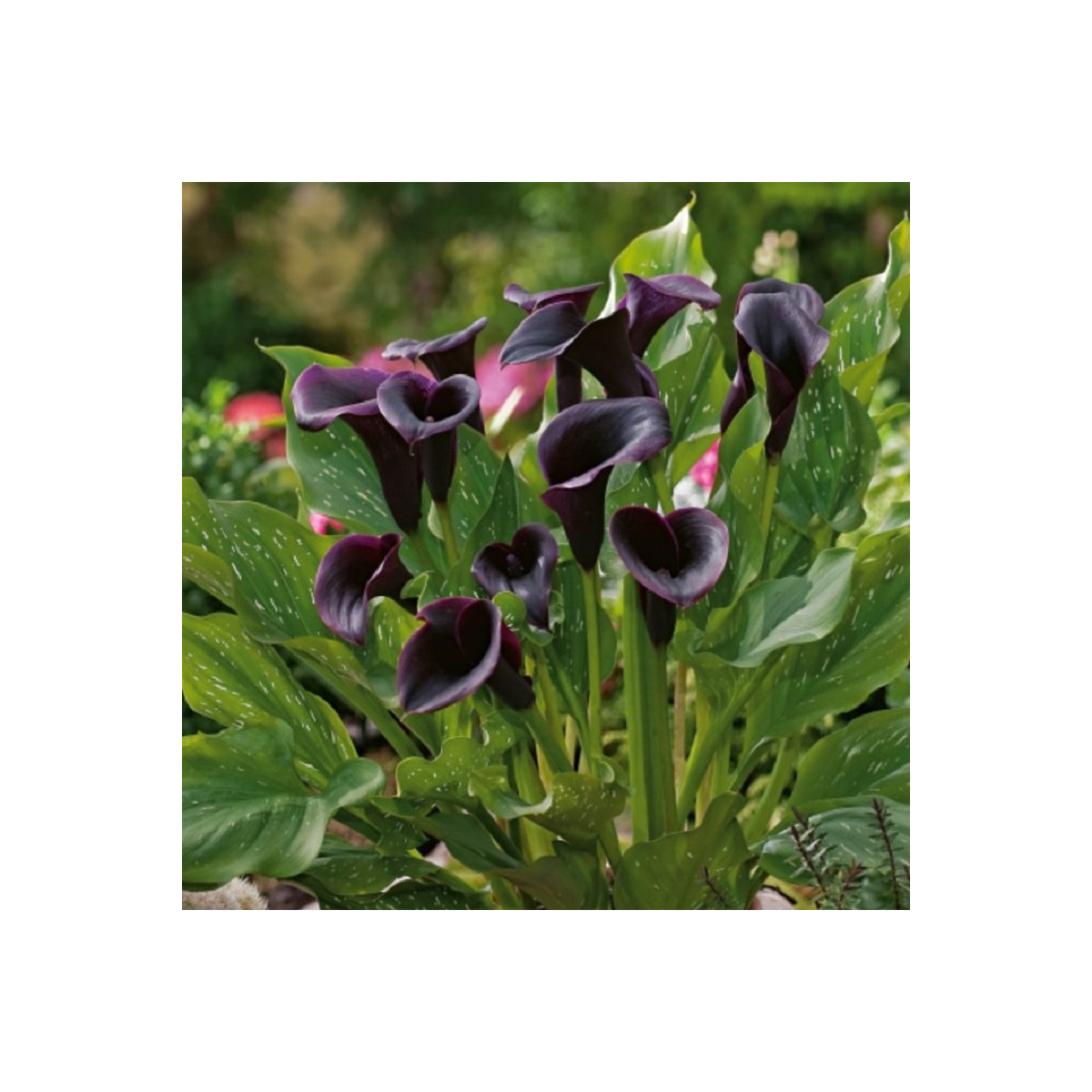 Kala Odessa - Zantedeschia - cibuľoviny - 1 ks