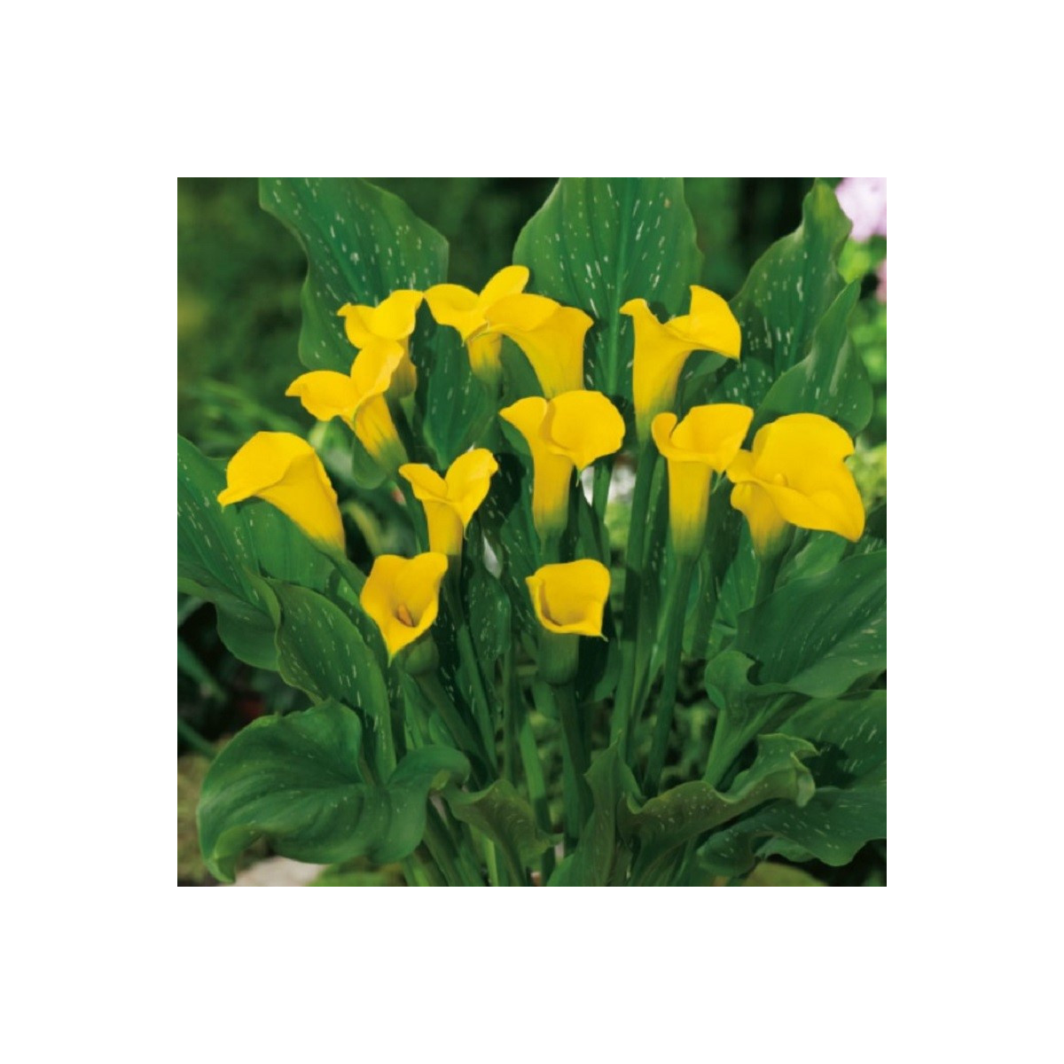 Kala Florex Gold - Zantedeschia - cibuľoviny - 1 ks