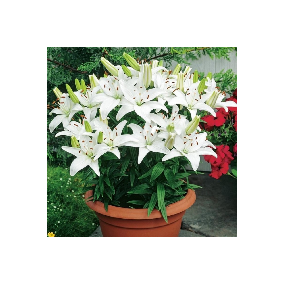 Ľalia Ivory Pixie - Lilium - cibuľoviny - 1 ks