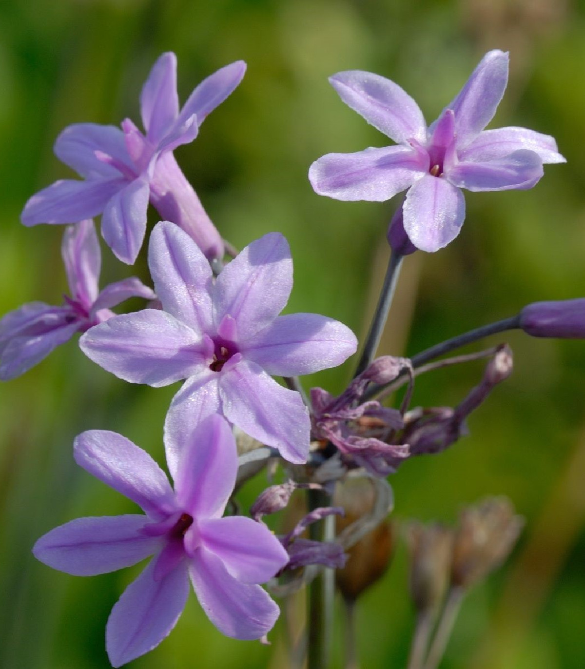 BIO cesnak divoký - Allium sativum - bio cibule cesnaku - 1 ks