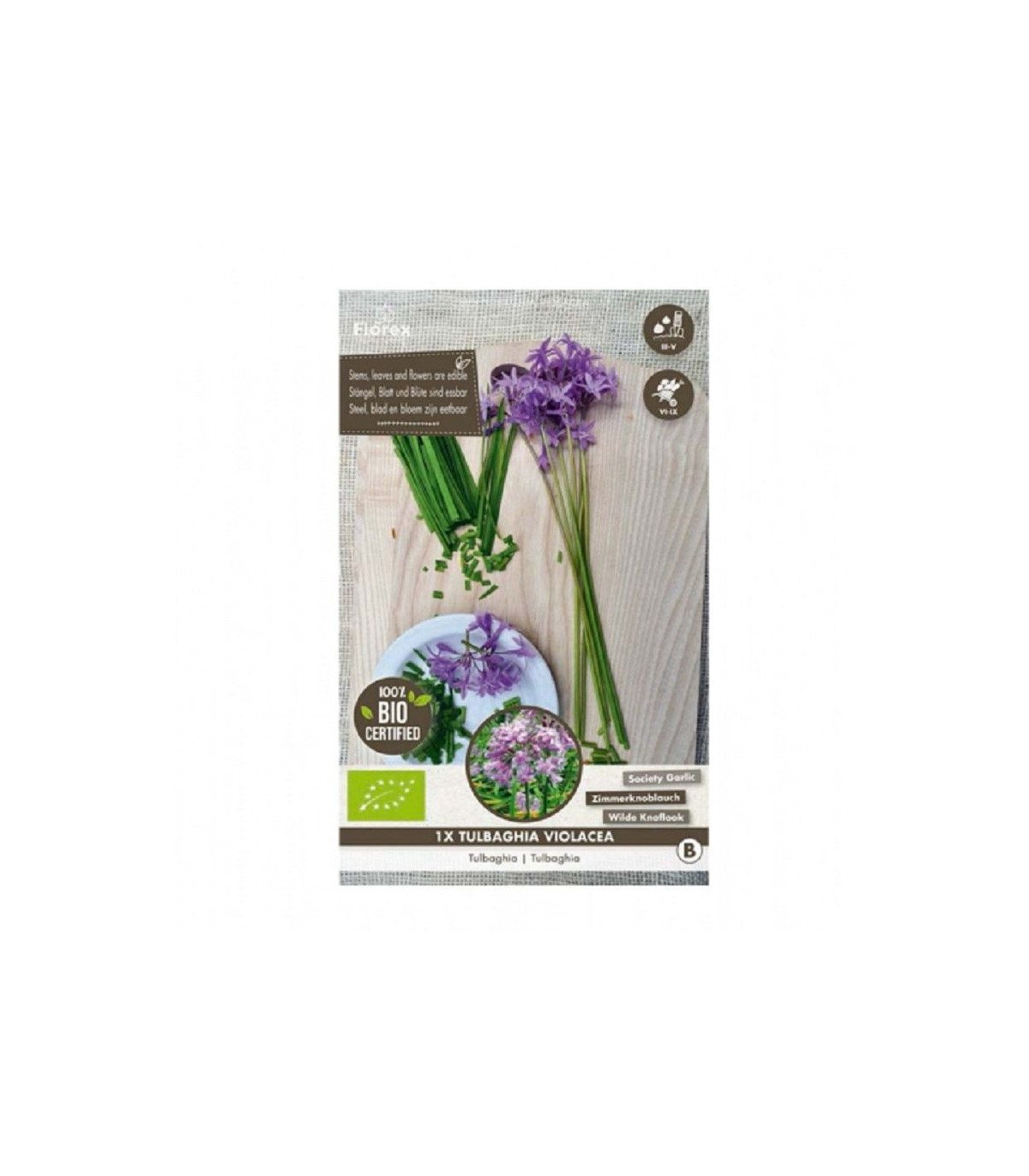 BIO cesnak divoký - Allium sativum - bio cibule cesnaku - 1 ks