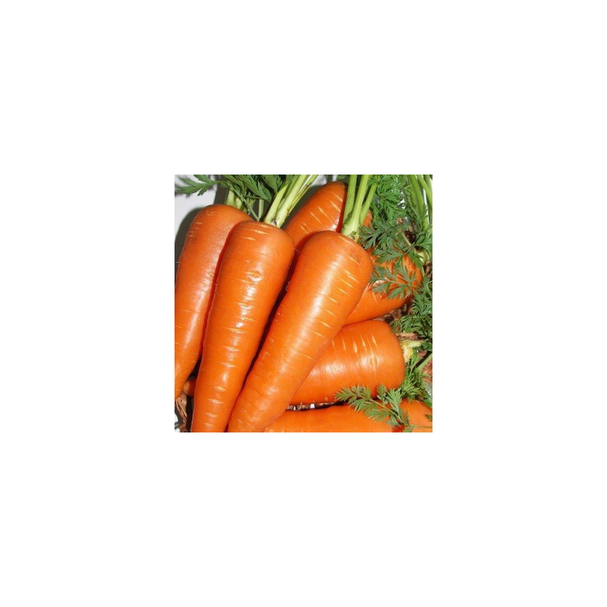 Mrkva Fire Wedge F1 - Daucus carota - semená - 150 ks