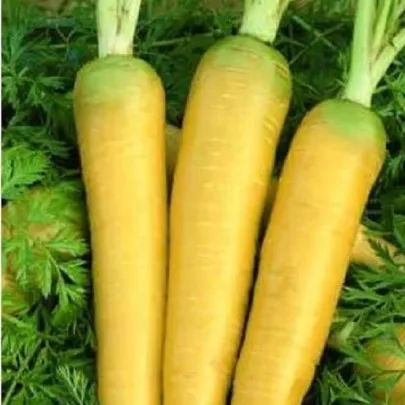 Mrkva Táborská žltá - Daucus carota - semená - 150 ks