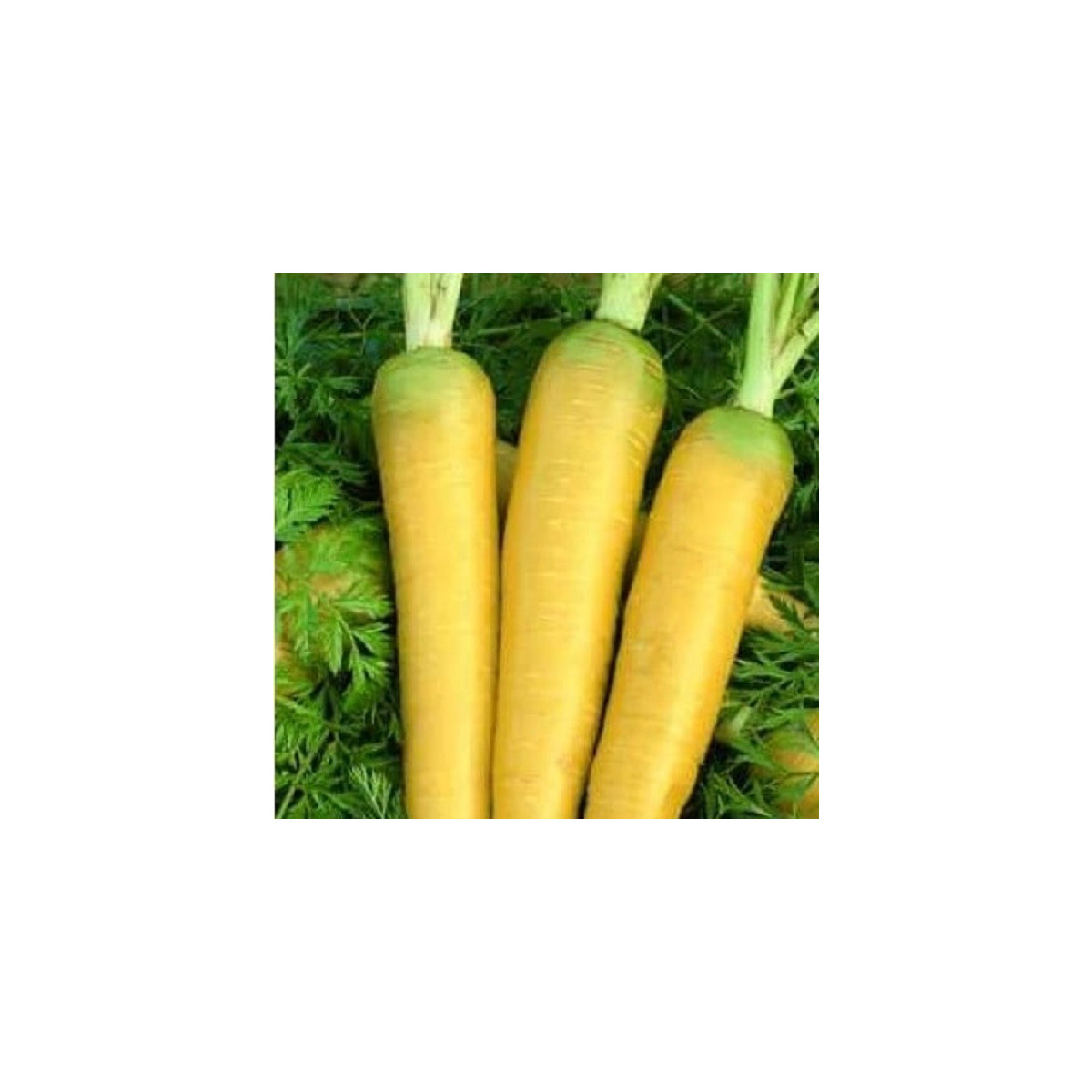 Mrkva Táborská žltá - Daucus carota - semená - 150 ks