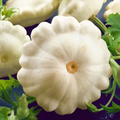 Patizón Delikates - Cucurbita pepo - semená - 15 ks