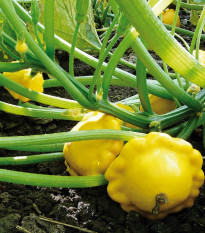 Patizón Sunseance F1 - Cucurbita pepo - semená - 15 ks