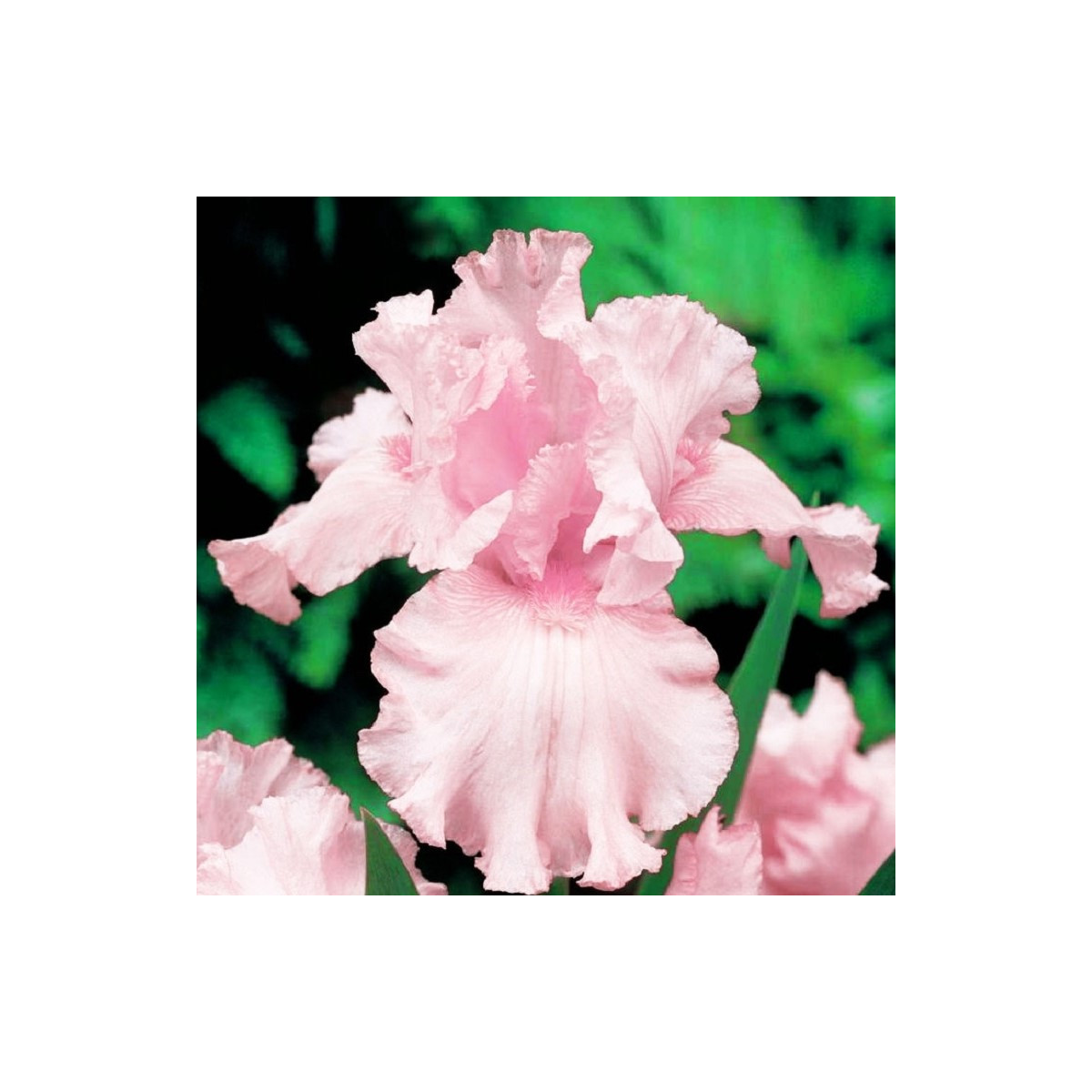 Kosatec nemecký ružový - Iris germanica - hľuzy - 1 ks