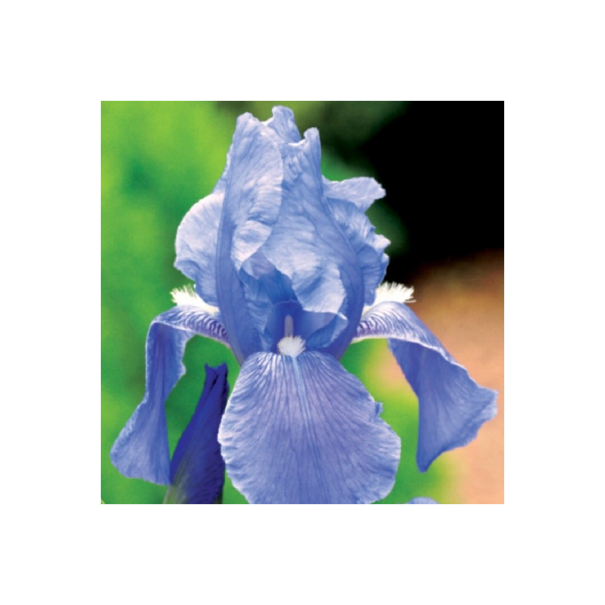 Kosatec nemecký modrý - Iris germanica - hľuzy - 1 ks