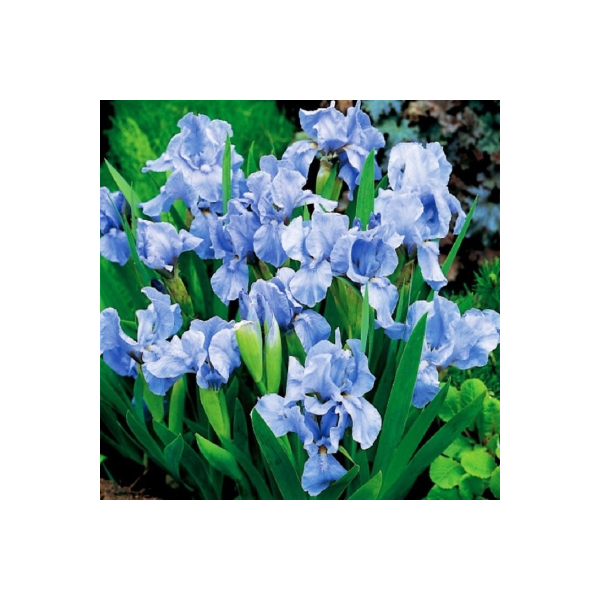 Kosatec nízky Truly - Iris pumila - hľuzy - 1 ks