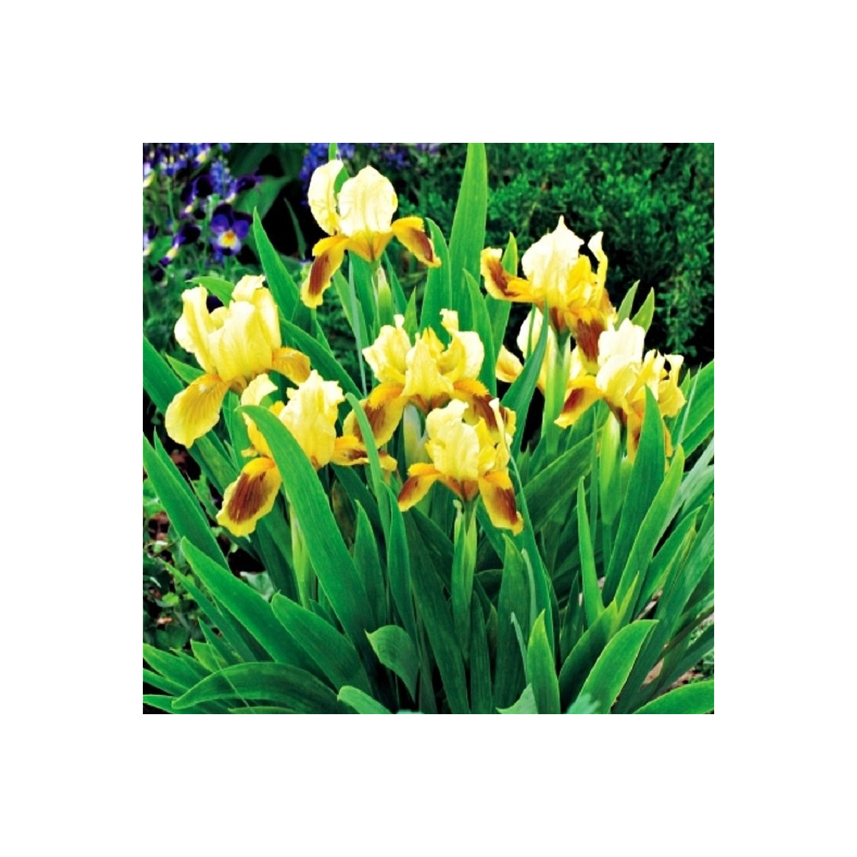 Kosatec nízky Ritz - Iris pumila - hľuzy - 1 ks