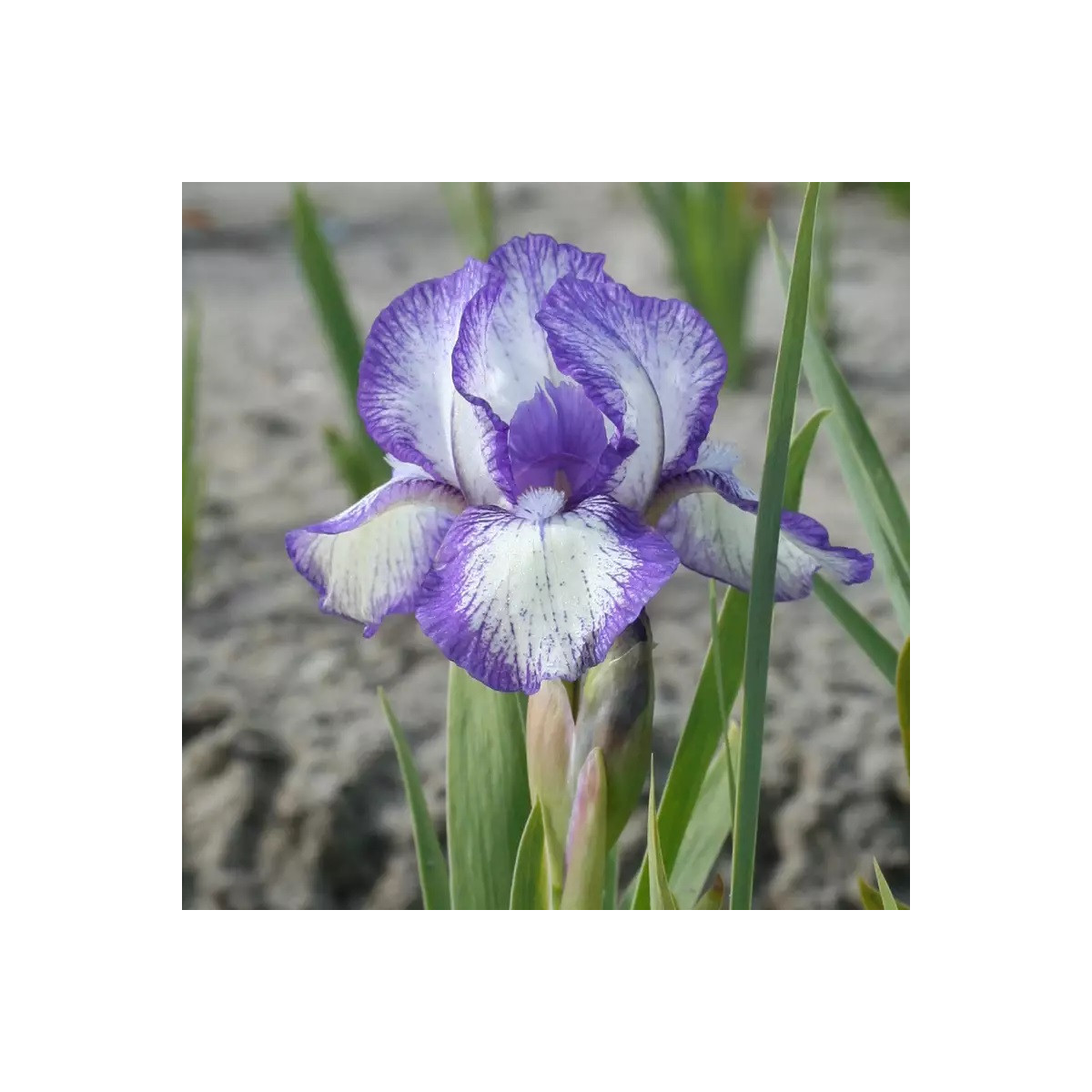 Kosatec nízky Petit Polka - Iris pumila - hľuzy - 1 ks