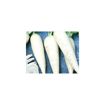 Ředkev polodlouhá bílá k pivu - semena Ředkve - Raphanus sativus - 60 ks
