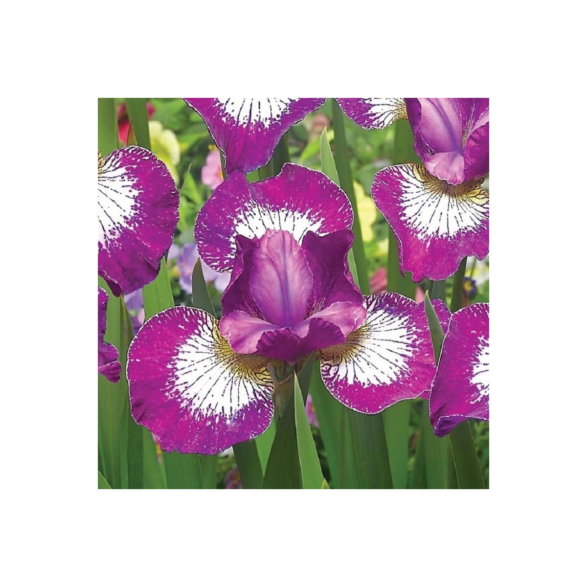 Kosatec sibírsky Currier - Iris sibirica - hľuzy - 1 ks