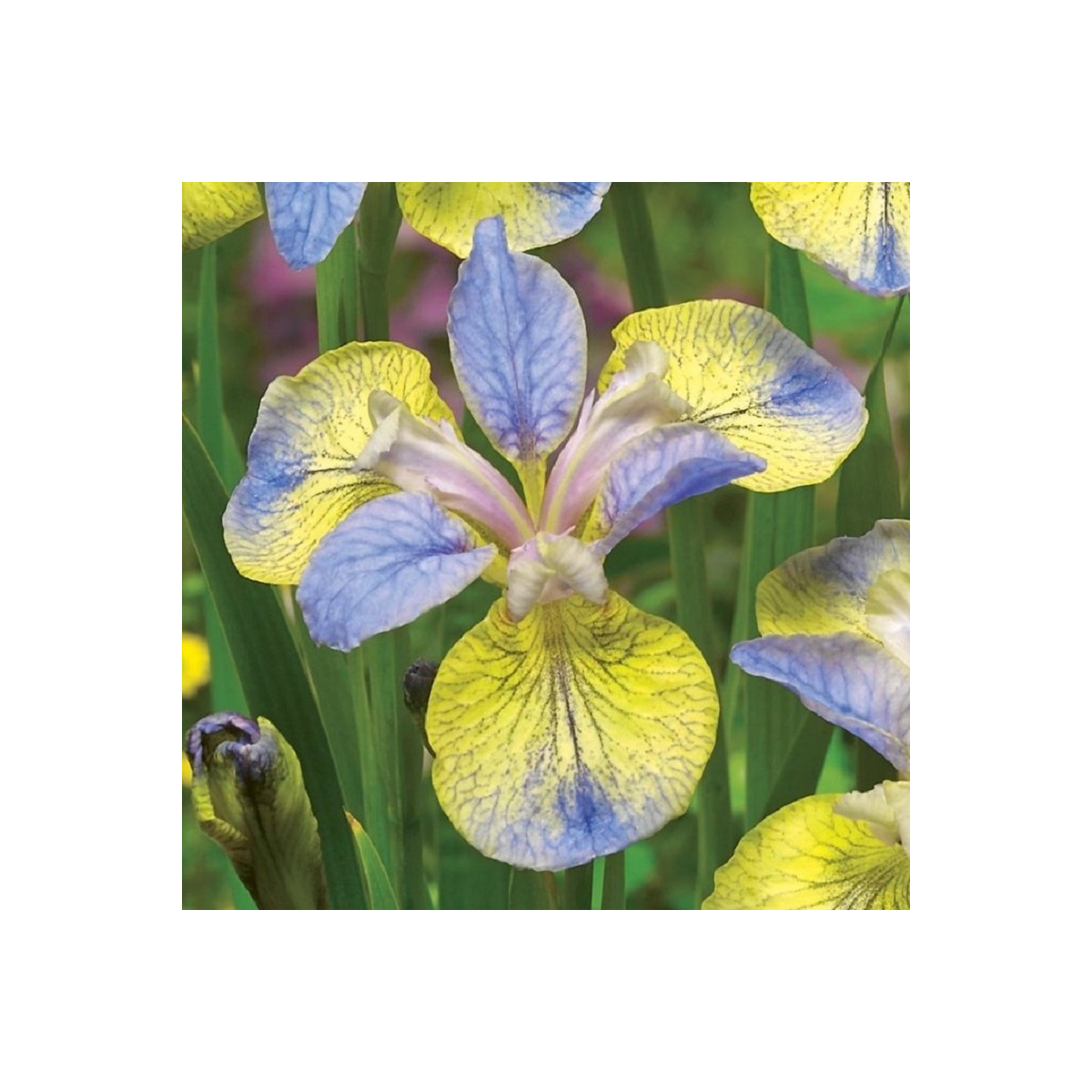 Kosatec sibírsky Tipped in Blue - Iris sibirica - hľuzy - 1 ks