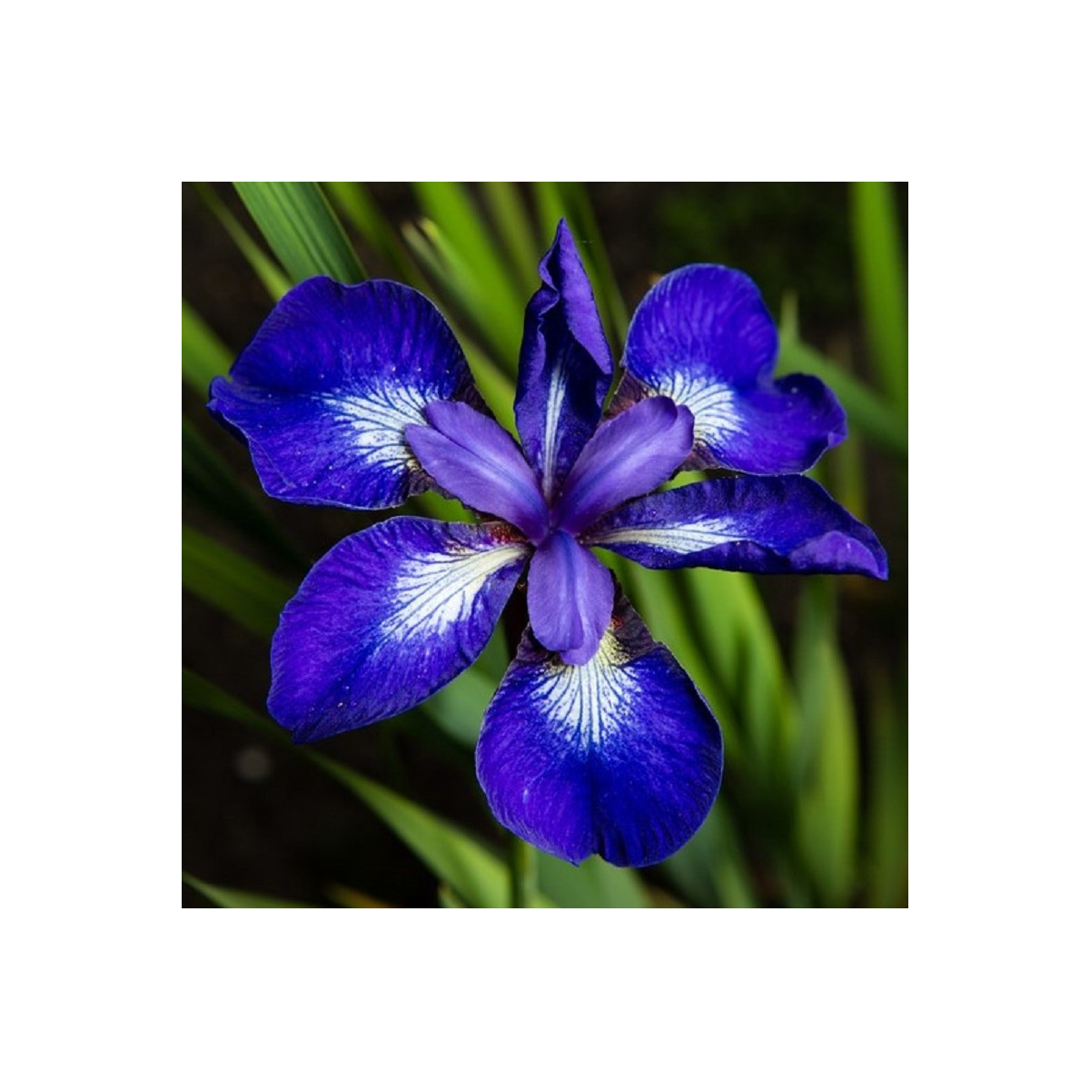 Kosatec See Star - Iris sibirica - cibuľoviny - 1 ks