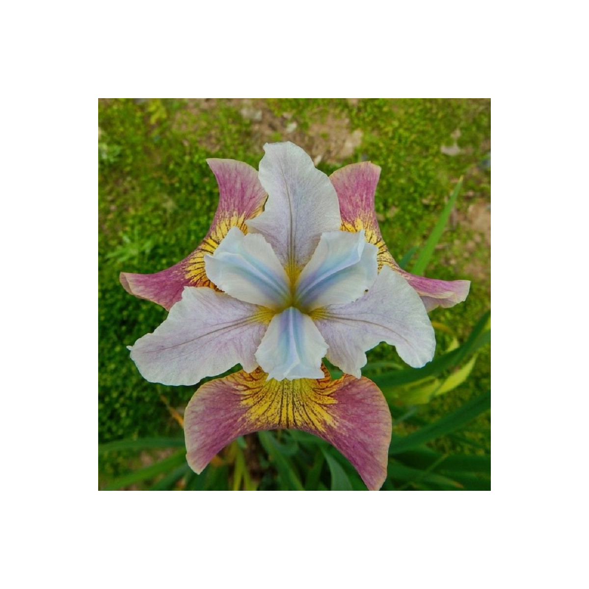 Kosatec sibírsky Sugar Rush - Iris sibirica - hľuzy - 1 ks