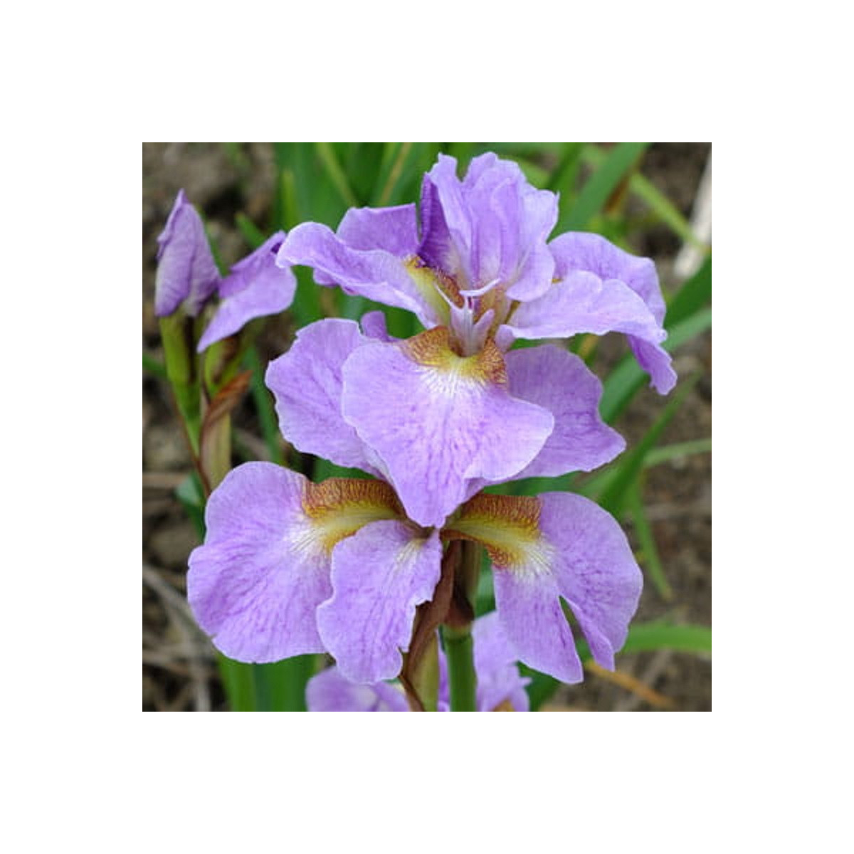 Kosatec sibírsky Kita-No-Seiza - Iris sibirica - hľuzy - 1 ks