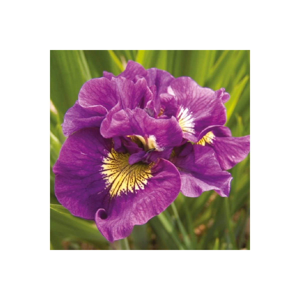 Kosatec sibírsky Double Standard - Iris sibirica - hľuzy - 1 ks