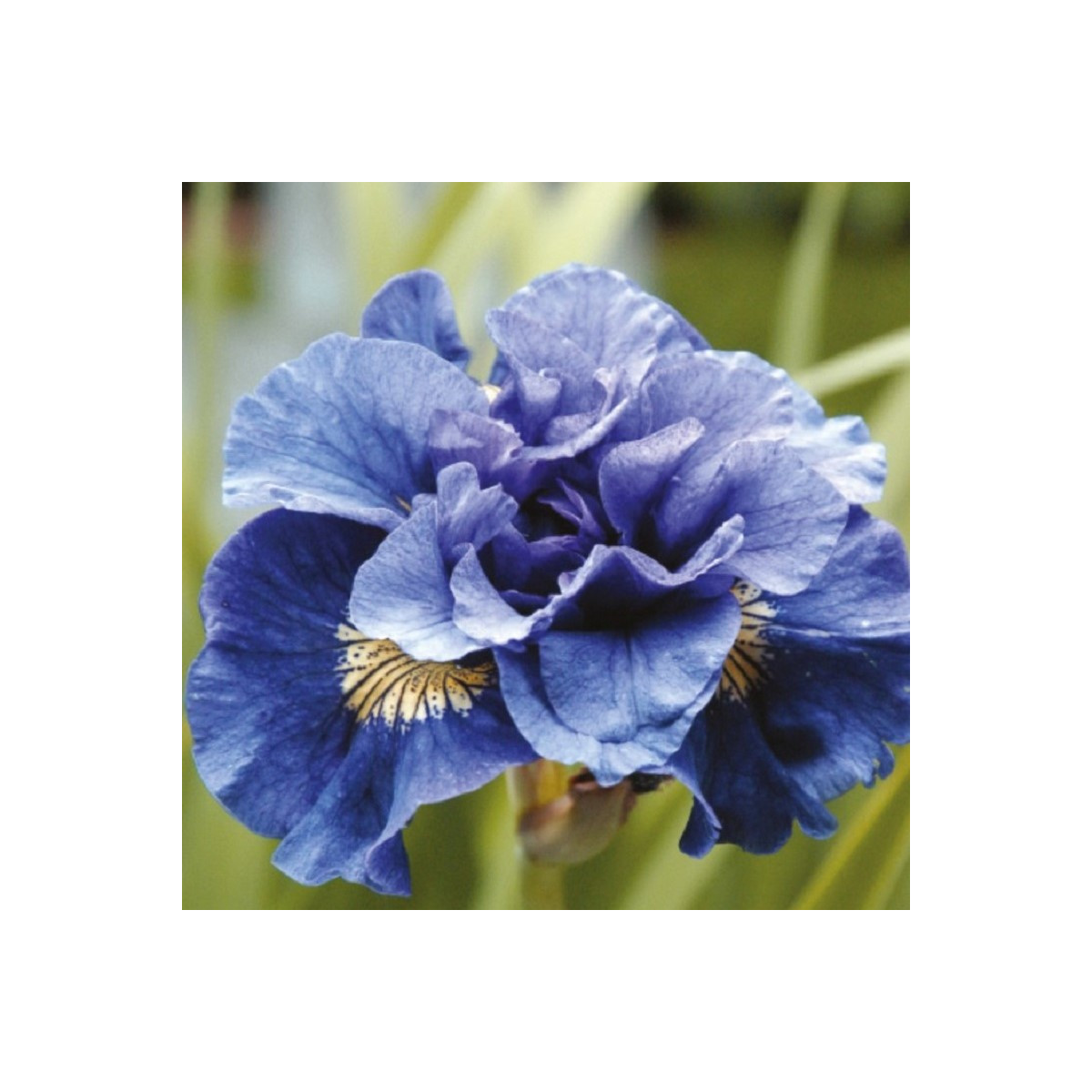 Kosatec Concord Crush - Iris sibirica - cibuľoviny - 1 ks