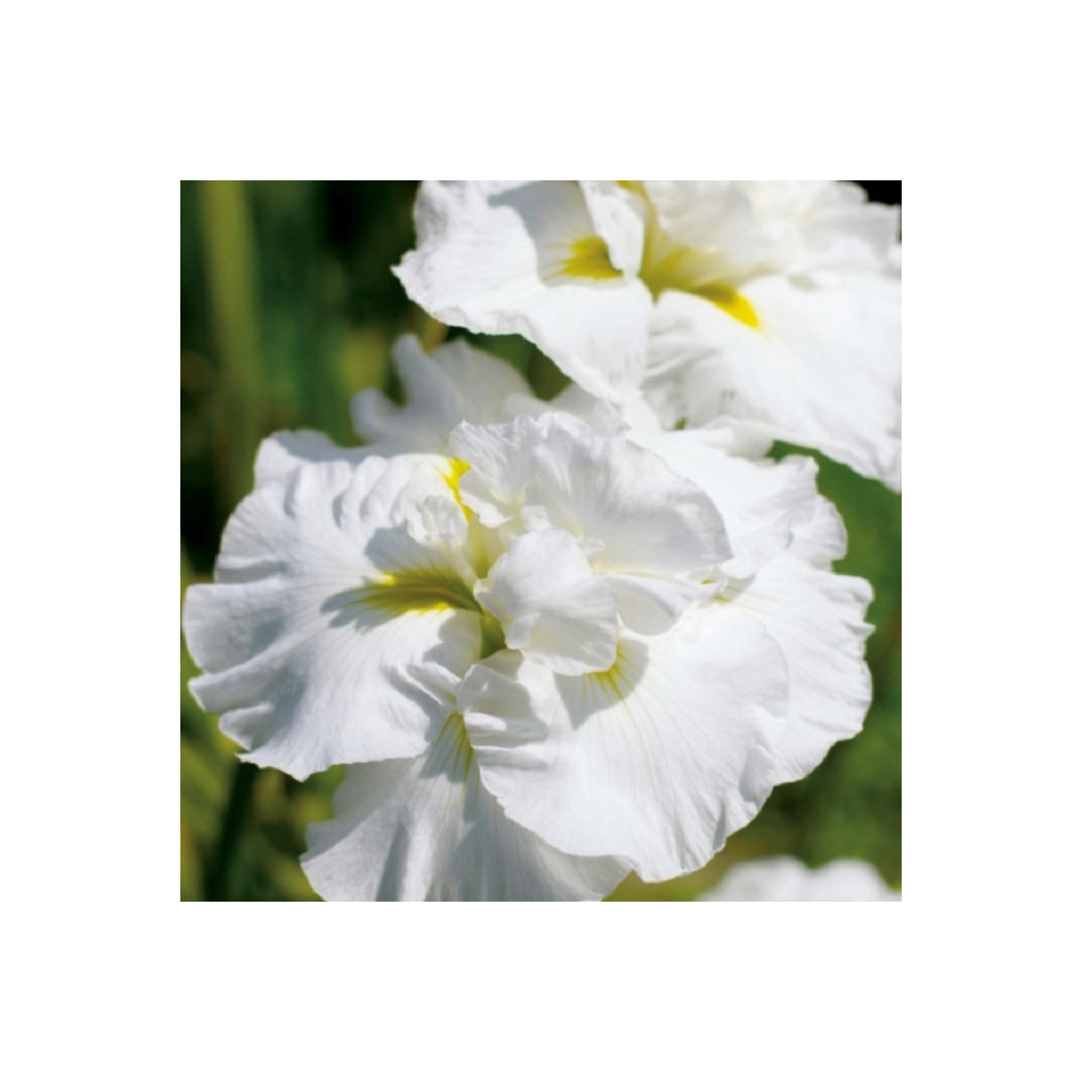 Kosatec sibírsky Double Play - Iris sibirica - hľuzy - 1 ks