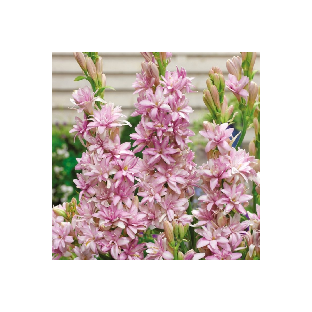 Tuberóza plnokvetá Pink Sapphire - Polianthes tuberosa - cibuľoviny - 1 ks