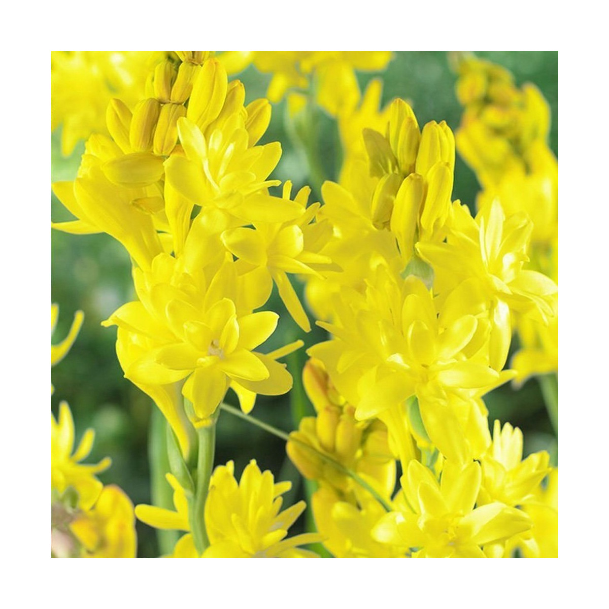 Tuberóza Super Gold - Polianthes tuberosa - cibuľoviny - 1 ks