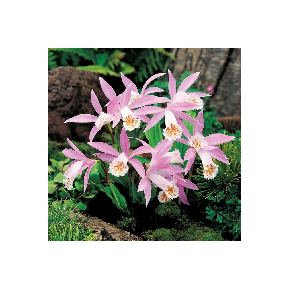 Plejonka - Pleione formosana - cibuľoviny - 1 ks