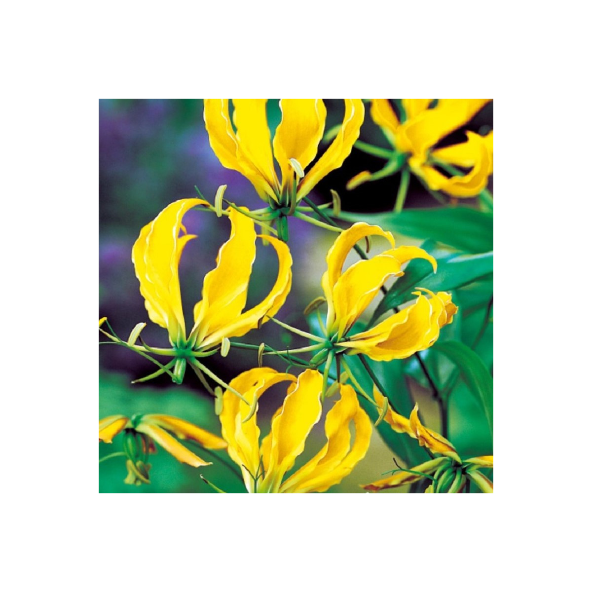 Glorióza Lutea - Gloriosa - cibuľoviny - 1 ks