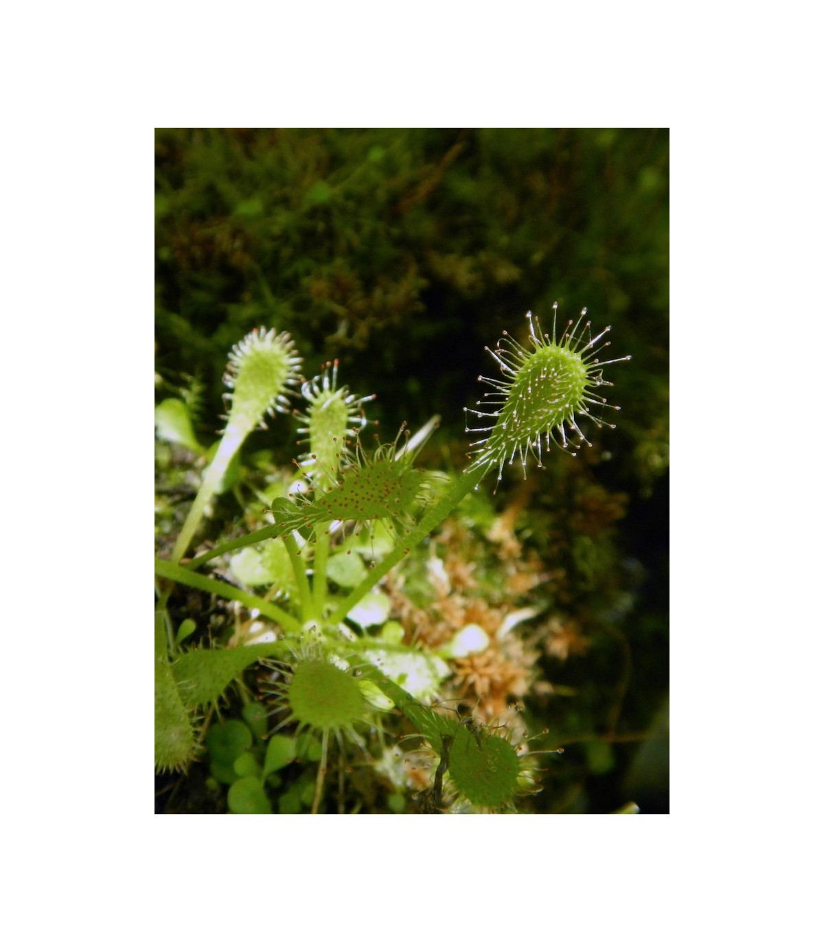 Rosnatka - semena-  15 ks - Drosera nidiformis