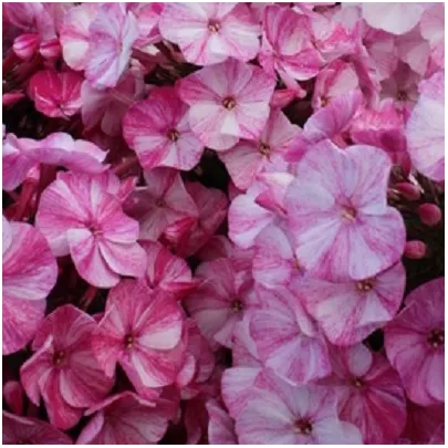 Plamienka Freckle Red Shades - Phlox - voľnokorenné sadenice plamienky - 1 ks