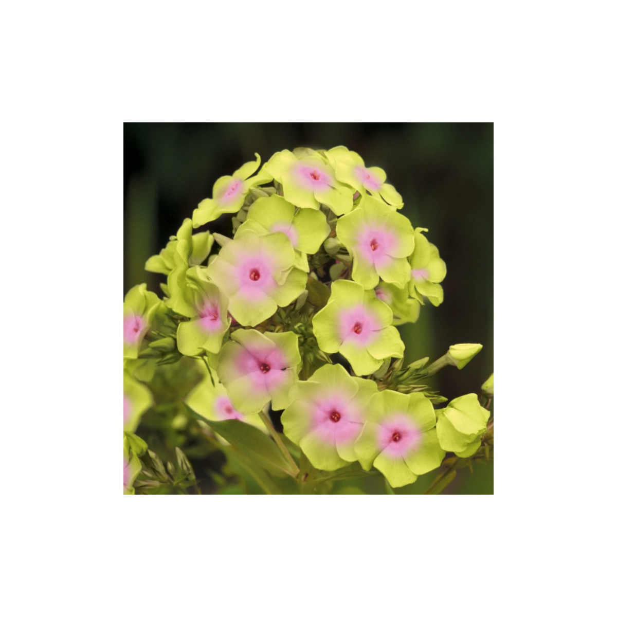 Plamienka Sherbet Blend - Phlox - voľnokorenné sadenice plamienky - 1 ks