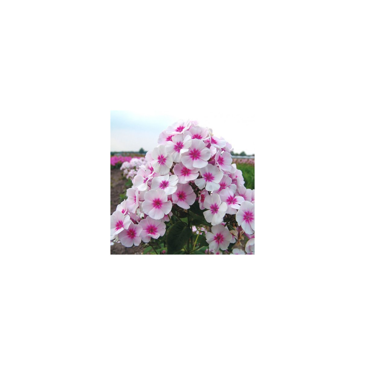 Plamienka Graf Zeppelin - Phlox - voľnokorenné sadenice plamienky - 1 ks