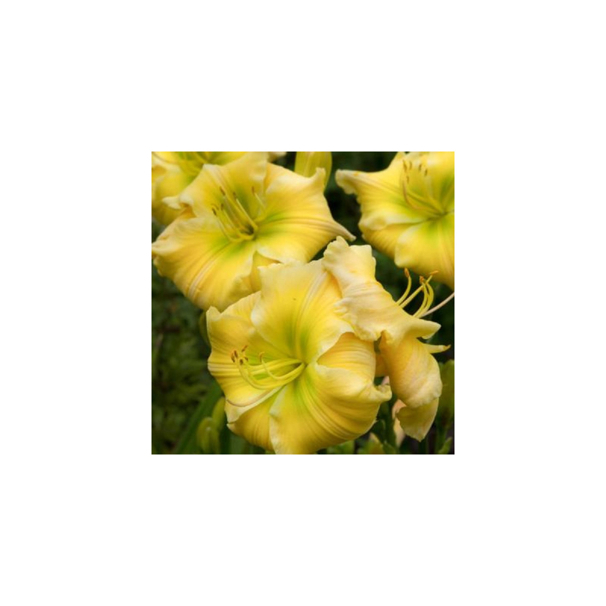 Ľaliovka Tequila and Lime - Hemerocallis - cibuľoviny - 1 ks