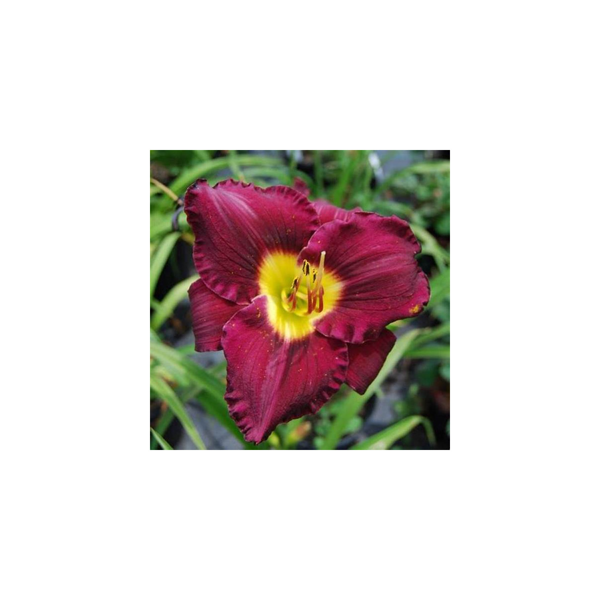 Ľaliovka Catcher in the Eye - Hemerocallis - cibuľoviny - 1 ks