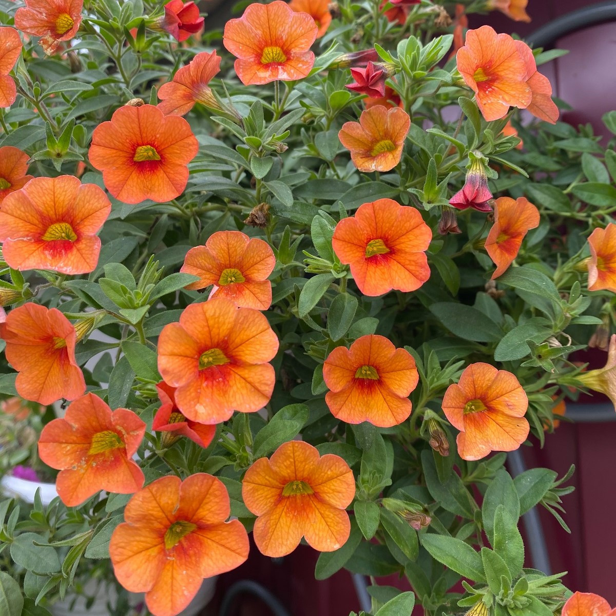 Minipetúnia Kabloom Orange - Milionbells - Calibrachoa - semená - 6 ks