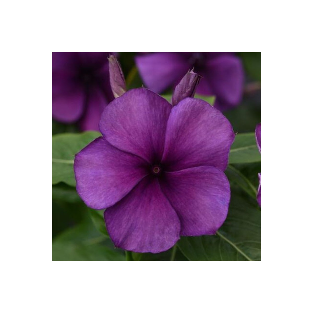 Katarant Tatoo Blueberry - Catharanthus - semená - 20 ks