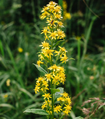 Zlatobyľ obyčajná - Solidago virgaurea - semená - 20 ks