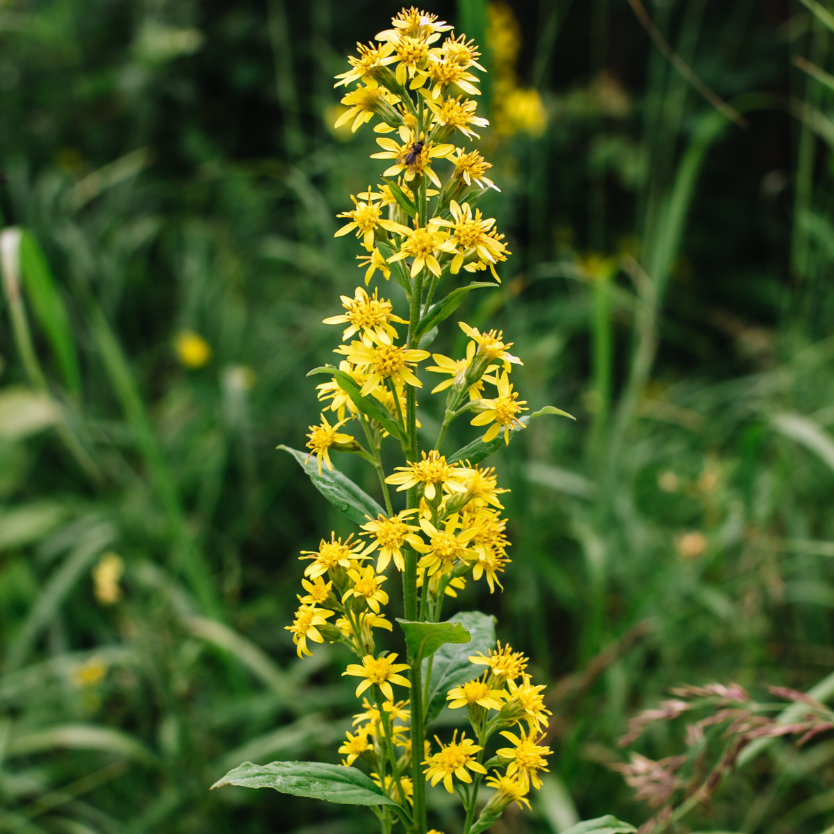 Zlatobyľ obyčajná - Solidago virgaurea - semená - 20 ks