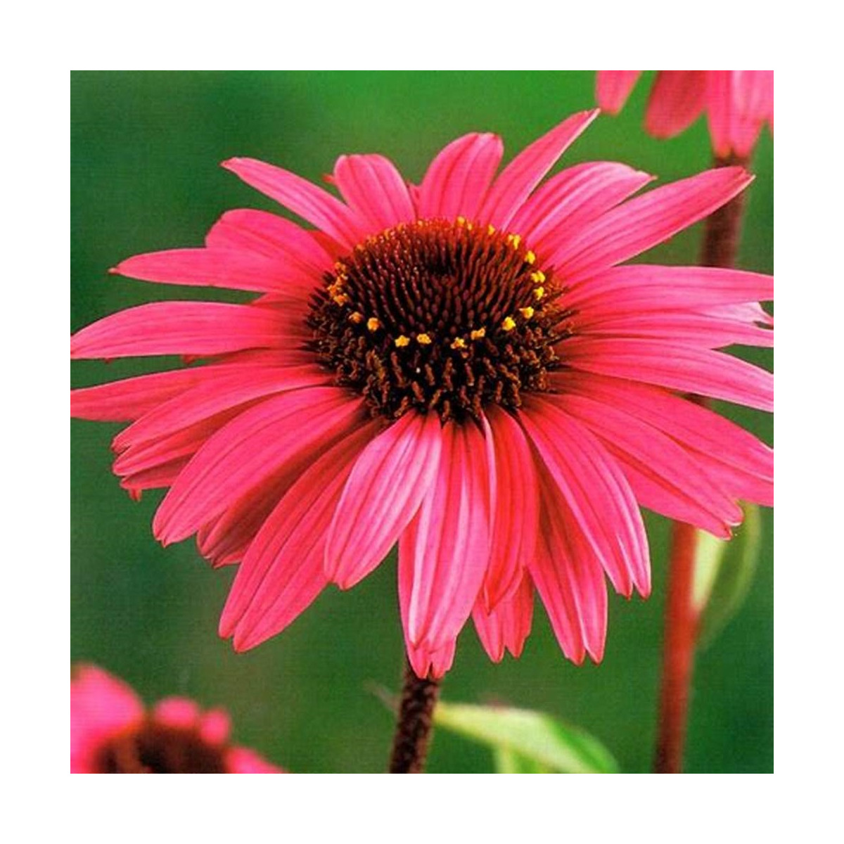 Echinacea purpurová - Echinacea - voľnokorenné sadenice echinacey - 1 ks