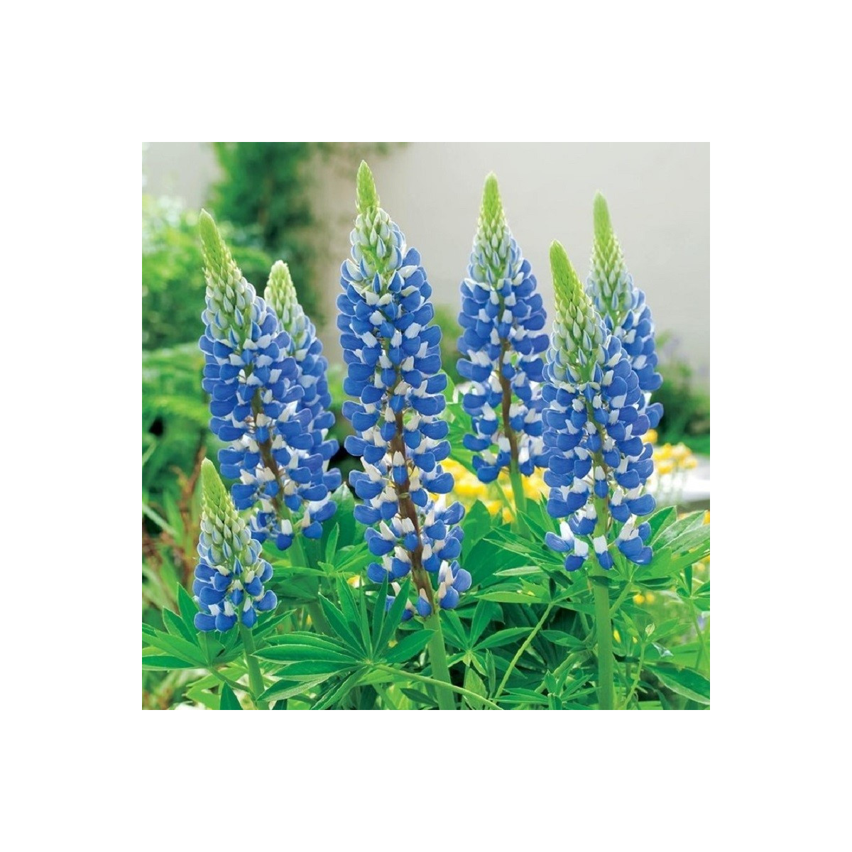 Lupina modrá - Lupinus - voľnokorenné sadenice lupiny - 1 ks