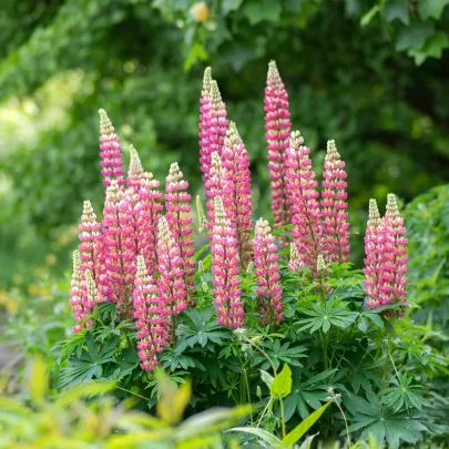 Lupina ružová - Lupinus - voľnokorenné sadenice lupiny - 1 ks