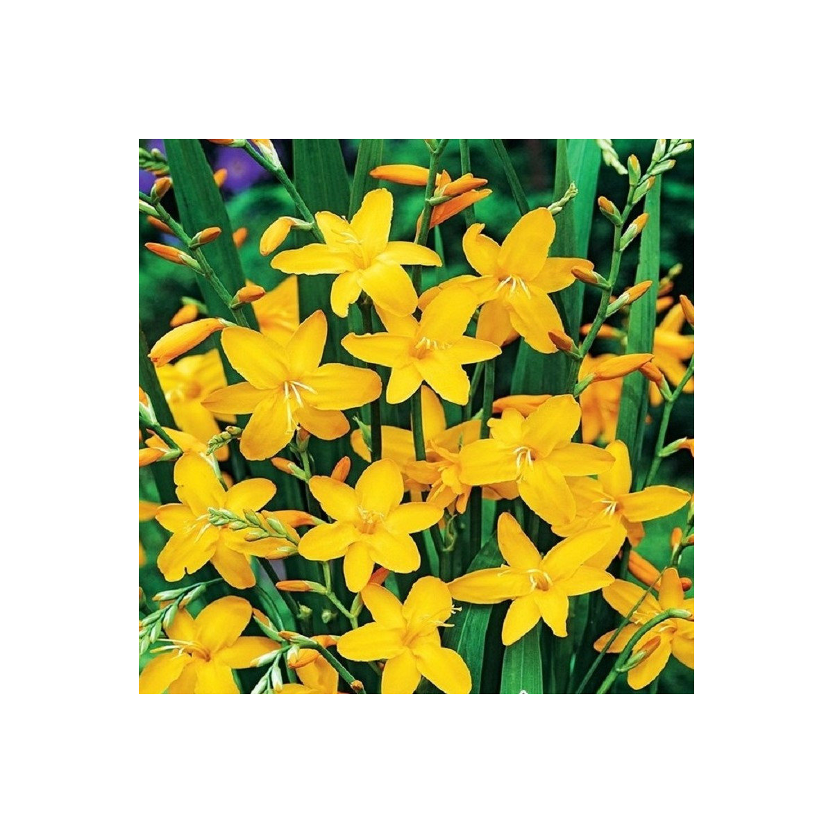 Montbrécia Sonate - Crocosmia - cibuľoviny - 4 ks