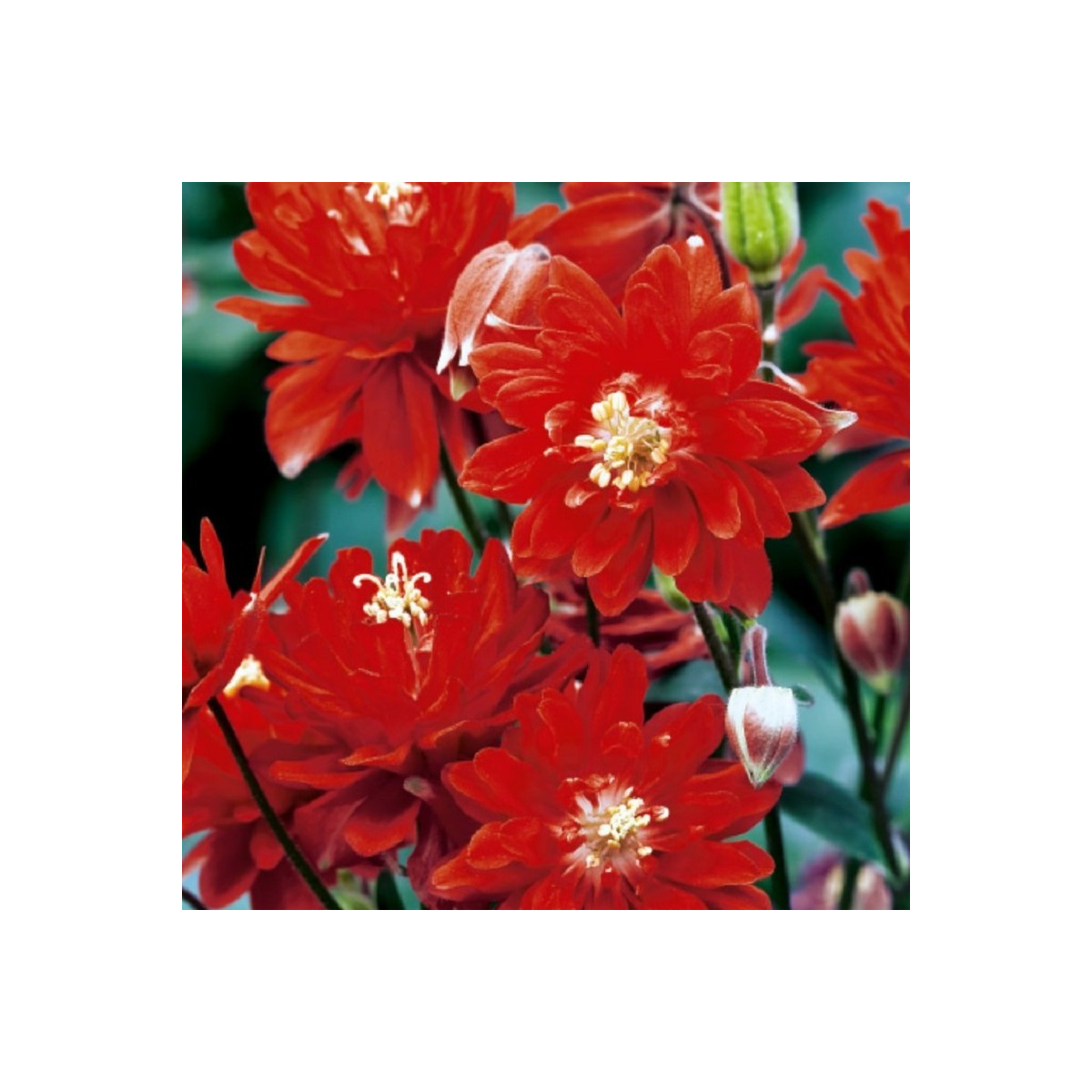 Orlíček plnokvetý červený - Aquilegia - voľnokorenné sadenice orlíčka - 1 ks