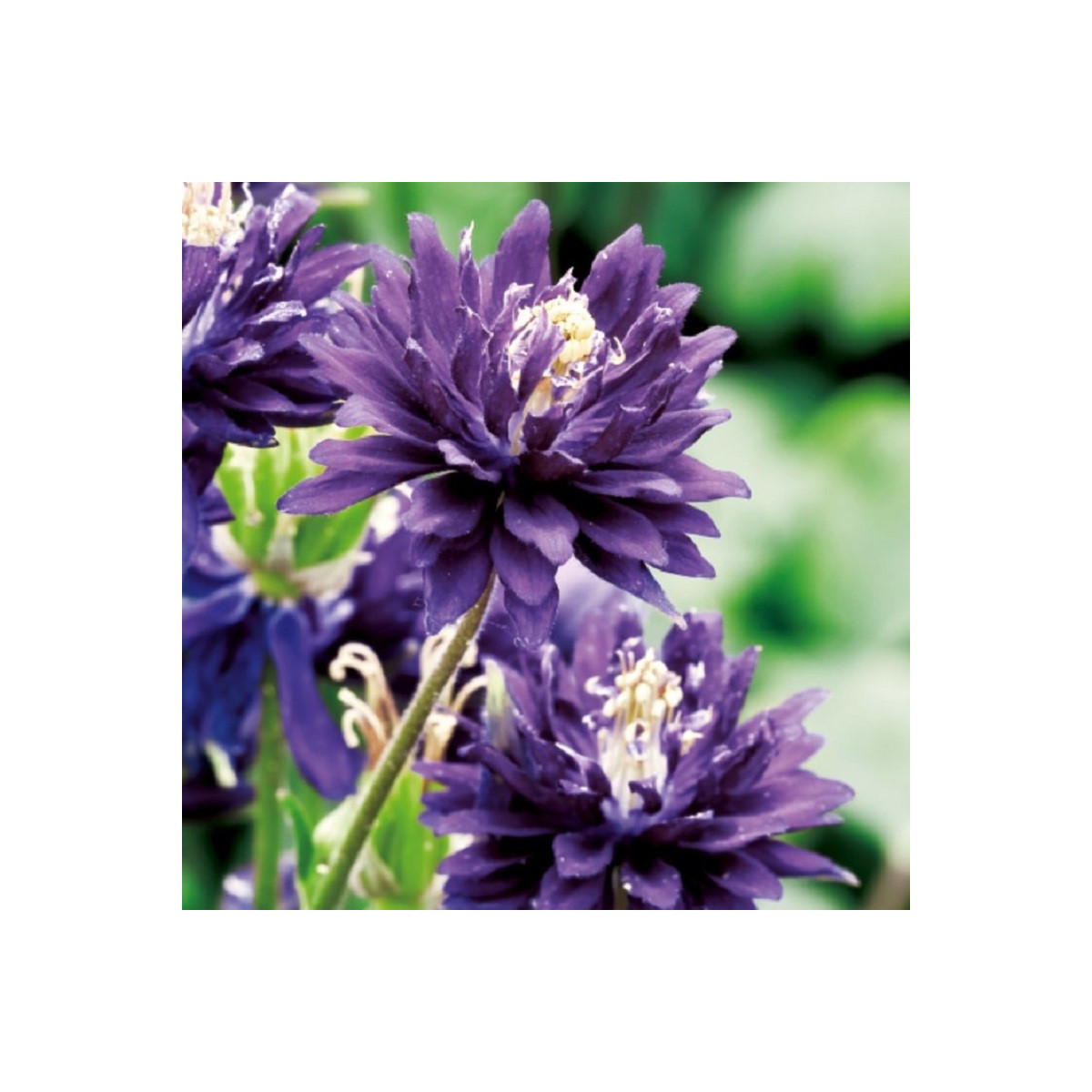 Orlíček plnokvetý modrý - Aquilegia - voľnokorenné sadenice orlíčka - 1 ks