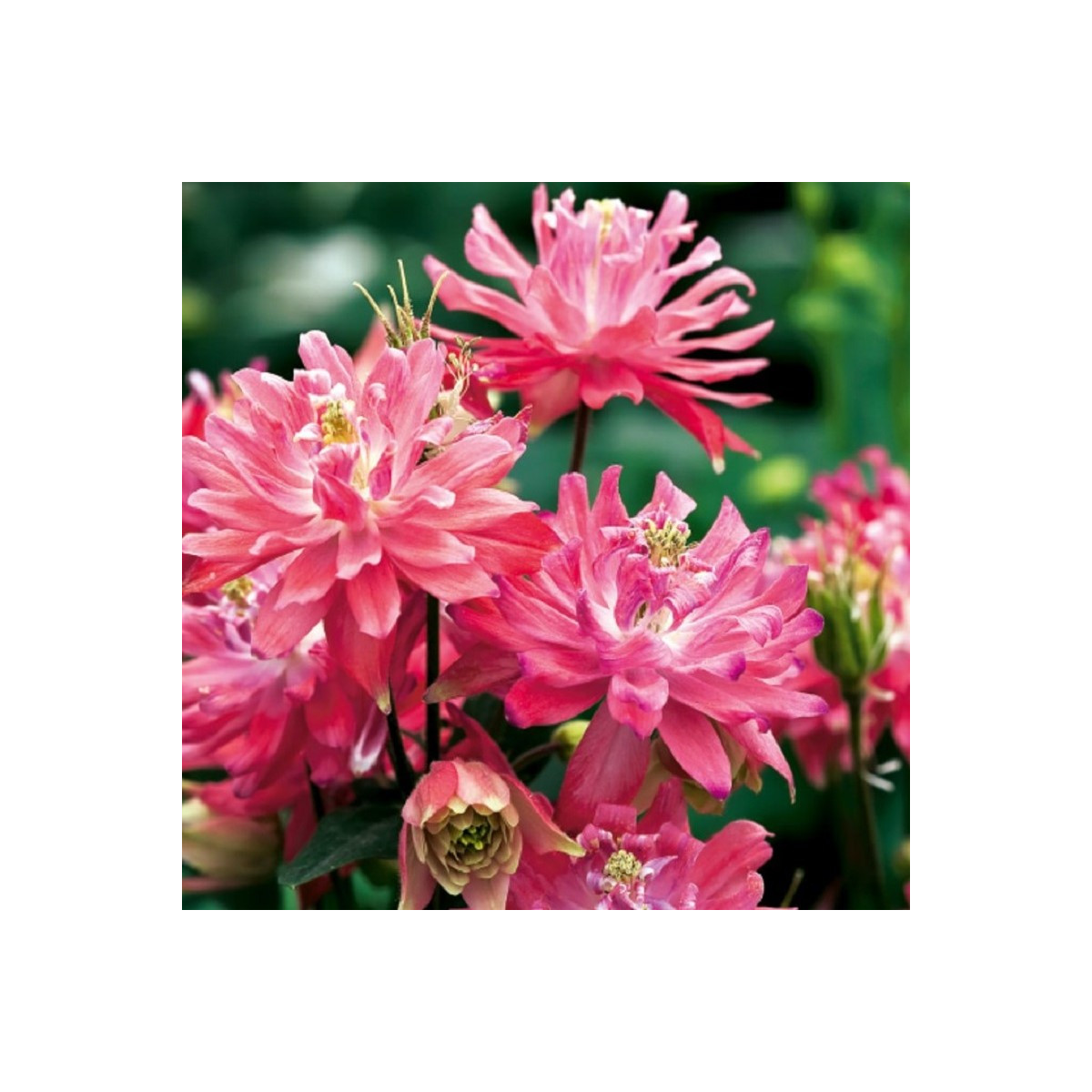 Orlíček plnokvetý ružový - Aquilegia - voľnokorenné sadenice orlíčka - 1 ks