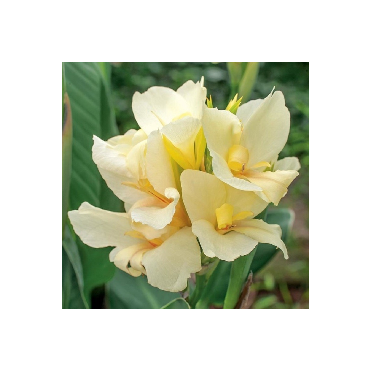 Kana Puck - Canna - cibuľoviny - 1 ks