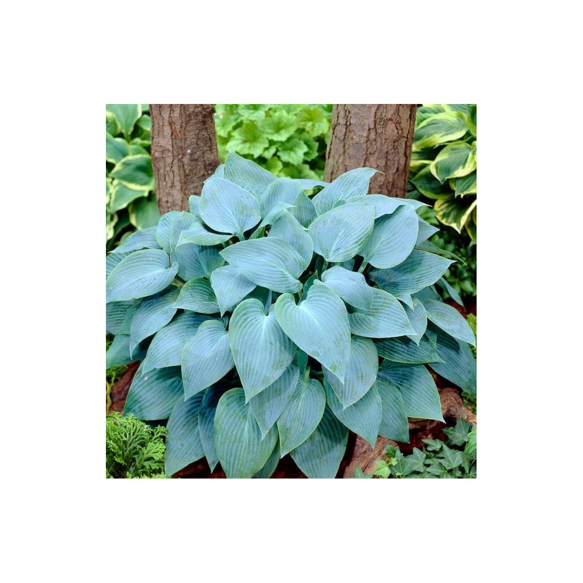 Funkia - Bohyška - Hosta Canadian Blue - cibuľoviny - 1 ks
