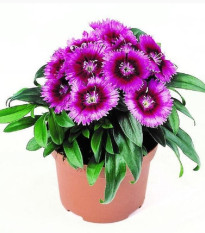Klinček Chiba Purple Picotee F1 - Dianthus interspecific - semená - 18 ks