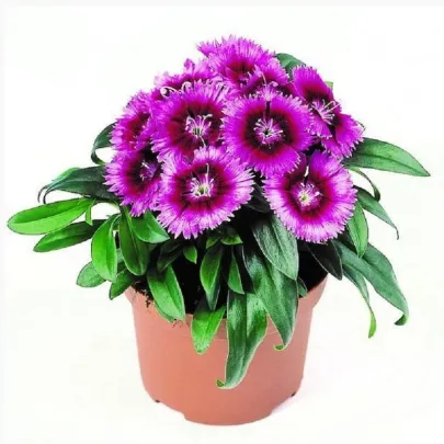 Klinček Chiba Purple Picotee F1 - Dianthus interspecific - semená - 18 ks