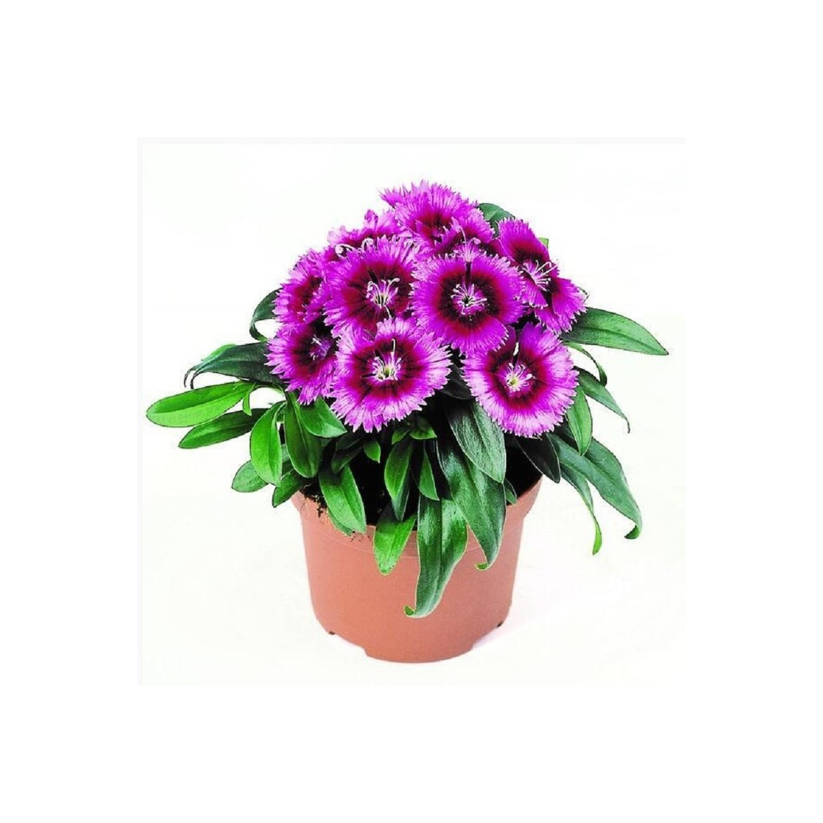 Klinček Chiba Purple Picotee F1 - Dianthus interspecific - semená - 18 ks